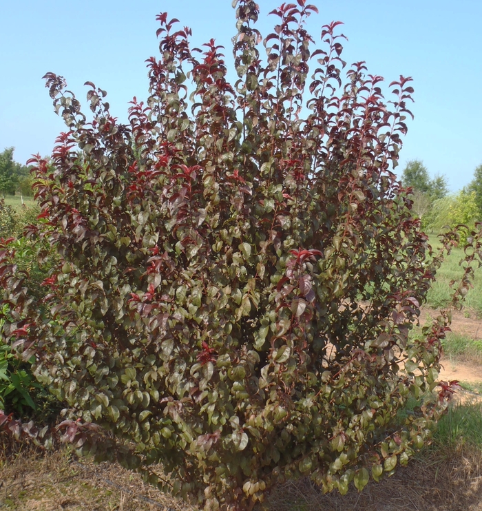 'Purple Pride' Plum - Prunus from Keathly Nursery