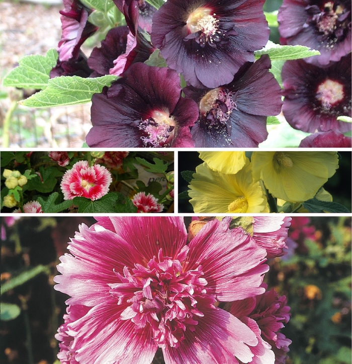 'Multiple Varieties' Hollyhock - Alcea from Keathly Nursery