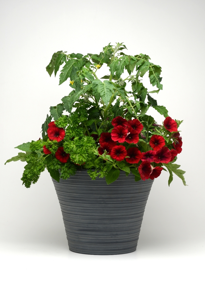 Curled Parsley - Petroselinum crispum from Keathly Nursery