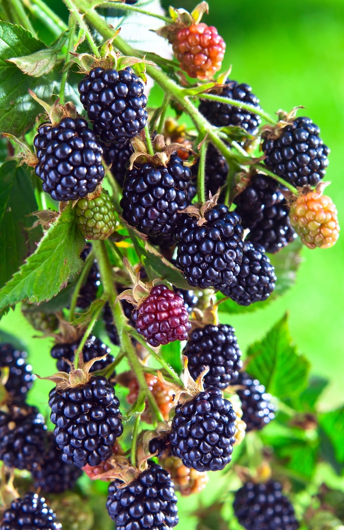 Blackberry - Multiple Varieties from Keathly Nursery
