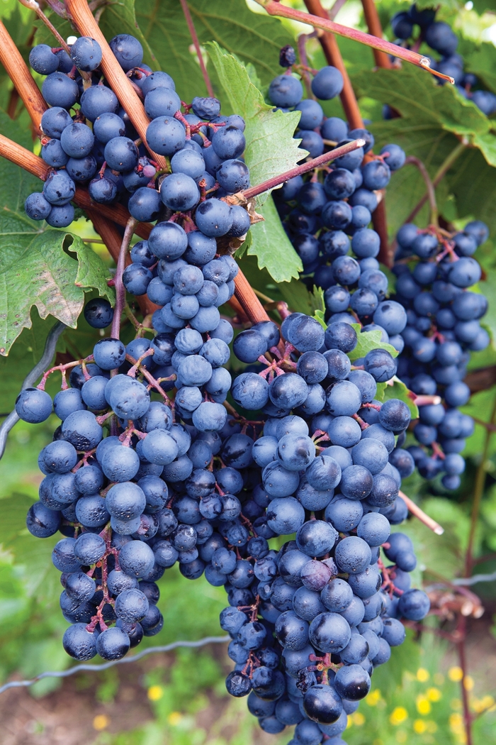 'Concord' Grape - Vitis labrusca from Keathly Nursery