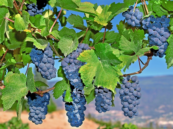 'Mars' Grape - Vitis vinifera from Keathly Nursery