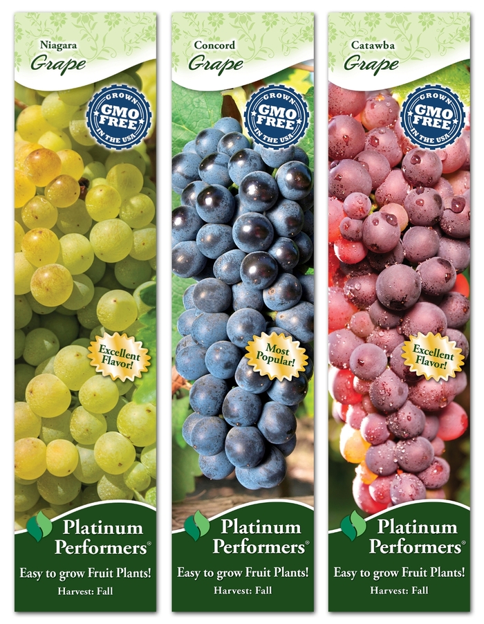 'Multiple Varieties' Grape - Vitis from Keathly Nursery