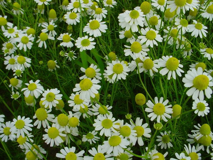 Chamomile - Chamaemelum nobile from Keathly Nursery