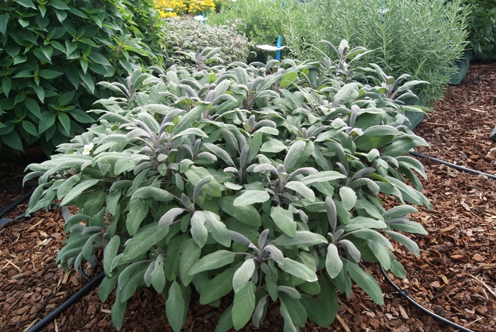 Garden Sage - Salvia officinalis from Keathly Nursery