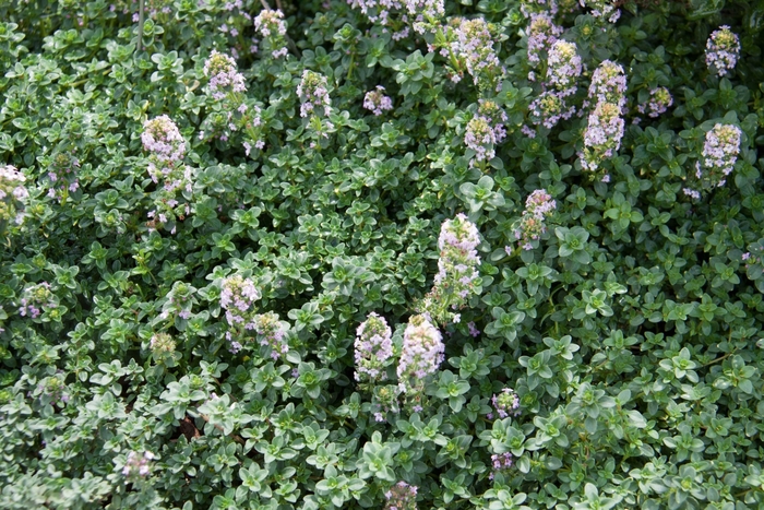Lemon Thyme - Thymus x citriodorus from Keathly Nursery
