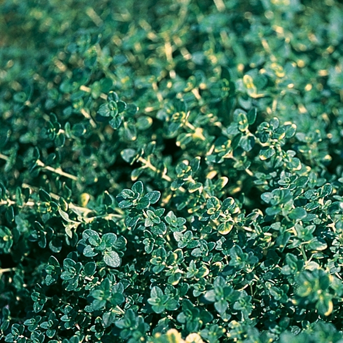 'Doone Valley' Creeping Thyme - Thymus x citriodorus from Keathly Nursery