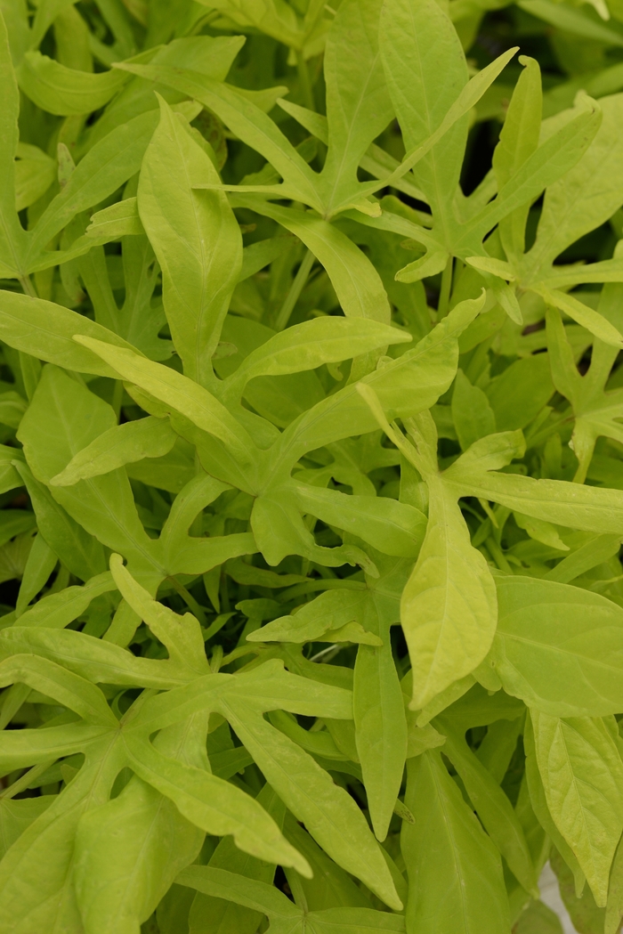 Spotlight&trade; 'Lime' - Ipomoea batatas (Sweet Potato Vine) from Keathly Nursery