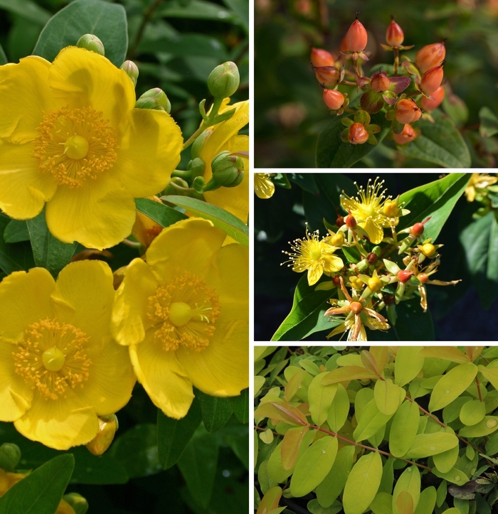 'Multiple Varieties' St. Johnswort - Hypericum from Keathly Nursery
