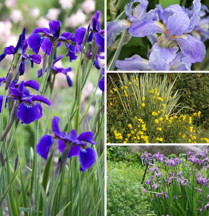 'Multiple Varieties' - Iris from Keathly Nursery