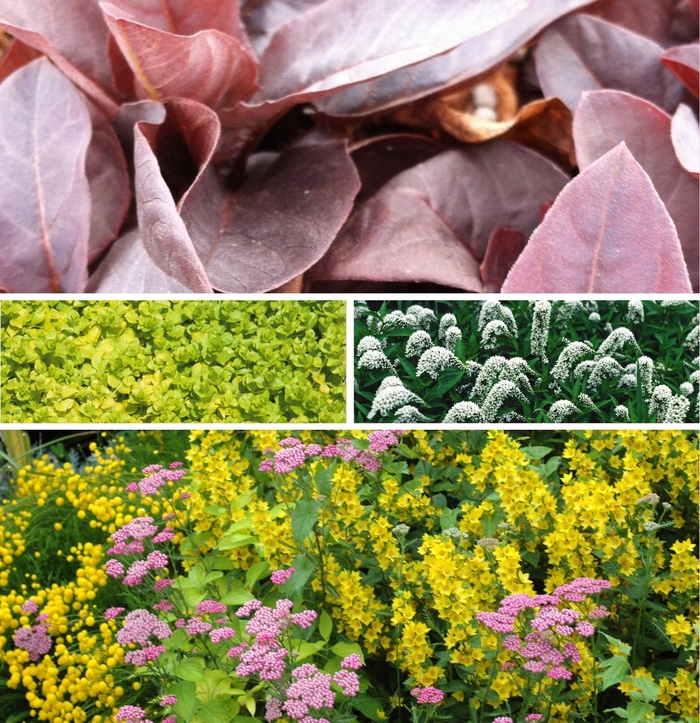 Assorted Moneywort - Lysimachia from Keathly Nursery