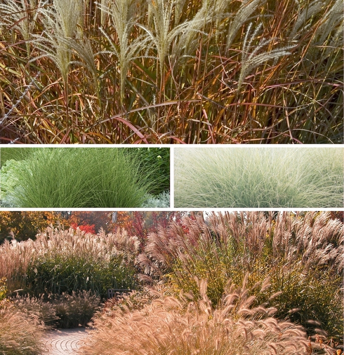 'Multiple Varieties' Maiden Grass - Miscanthus from Keathly Nursery