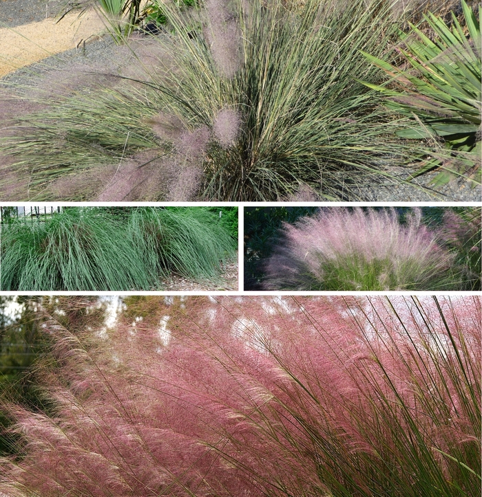 'Multiple Varieties' Muhlygrass - Muhlenbergia from Keathly Nursery