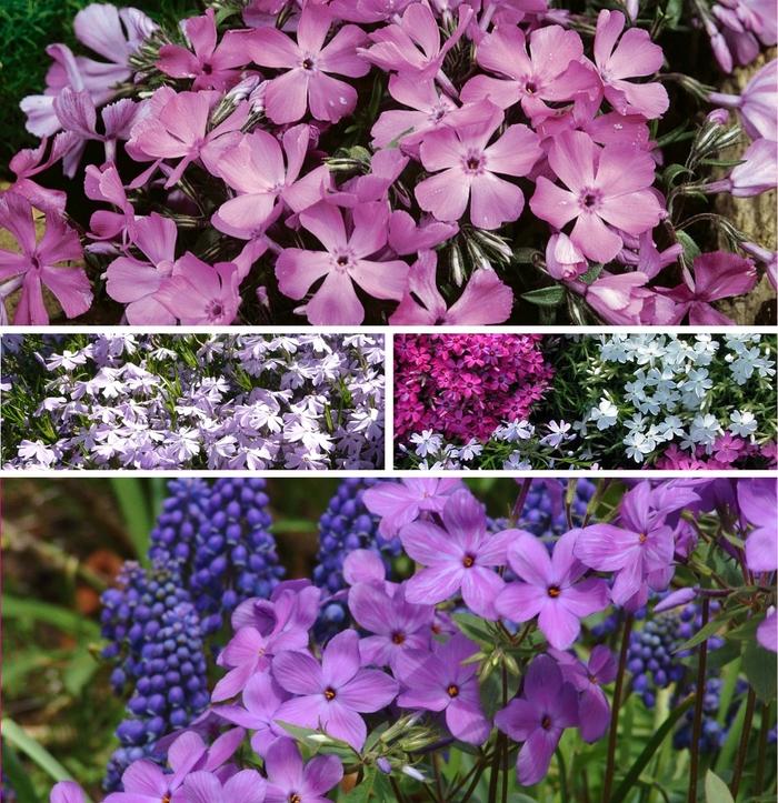 Assorted Creeping Phlox - Phlox subulata from Keathly Nursery