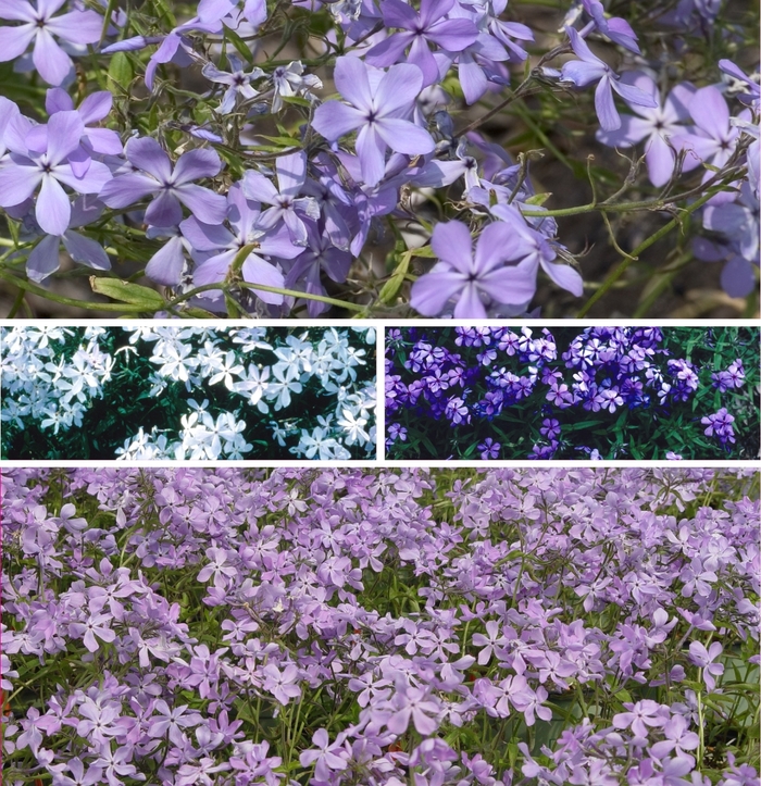 Woodland Phlox - Phlox divaricata from Keathly Nursery