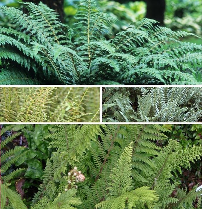 'Multiple Varieties' Fern - Polystichum from Keathly Nursery