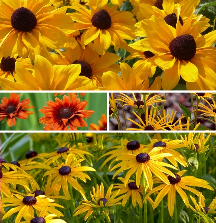 Assorted Black-Eyed Susan - Rudbeckia from Keathly Nursery