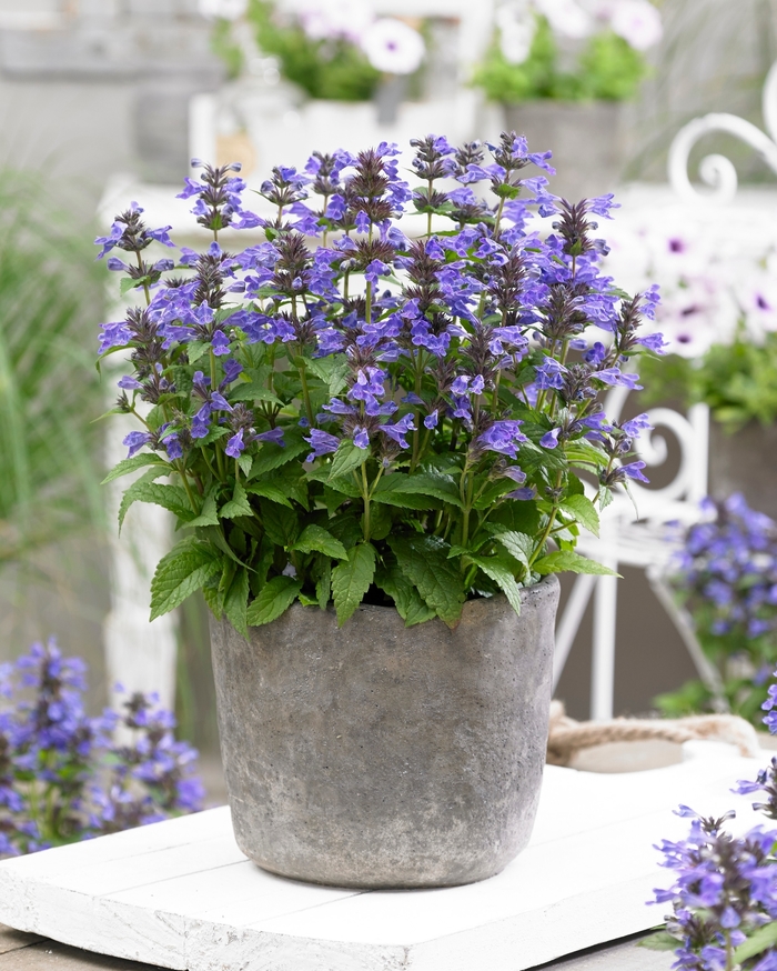 'Neptune' Dwarf Catmint - Nepeta kubanica from Keathly Nursery