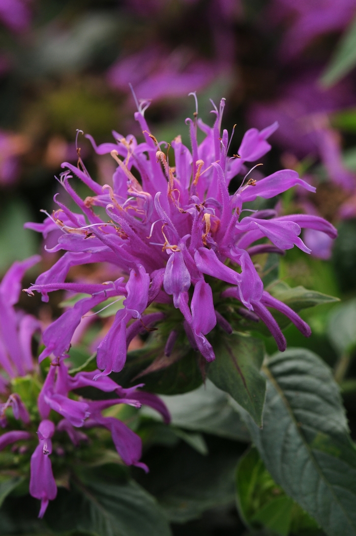 Balmy&trade; 'Lilac' - Monarda didyma (Bee Balm) from Keathly Nursery