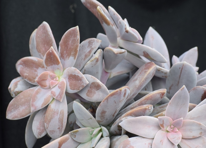 Five-stamen Graptopetalum - Graptopetalum pentandrum from Keathly Nursery