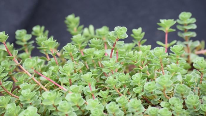 'John Creech' Stonecrop - Sedum spurium from Keathly Nursery