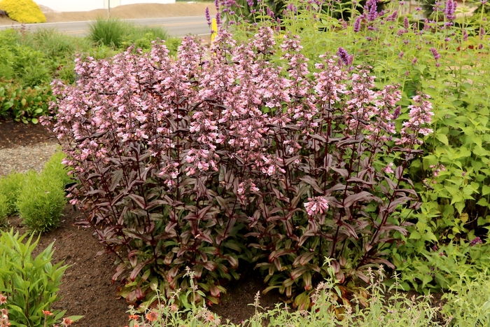 Dakota&trade; 'Burgundy' - Penstemon digitalis (Beardtongue) from Keathly Nursery
