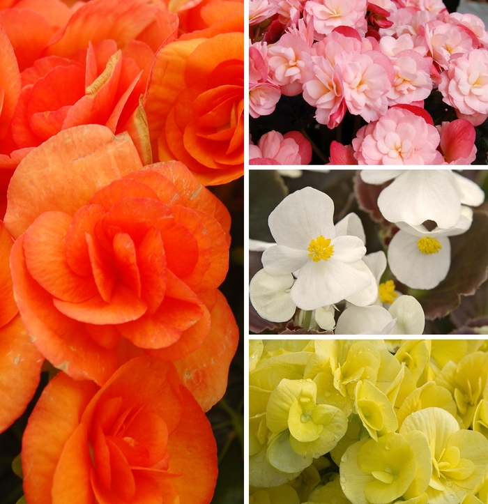 Assorted Begonia - Begonia from Keathly Nursery