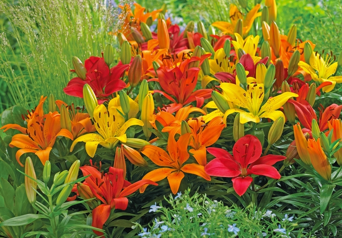 'Multiple Varieties' Assorted, Asiatic Lily - Lilium from Keathly Nursery