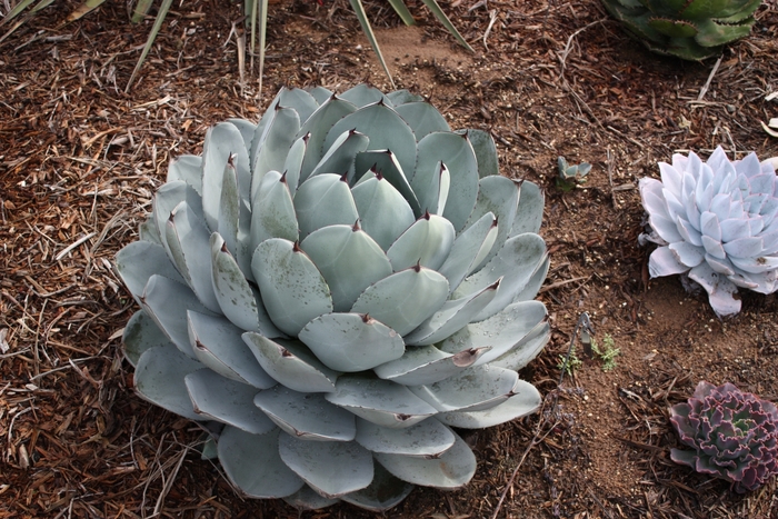 'truncata' Artichoke Agave - Agave parryi from Keathly Nursery