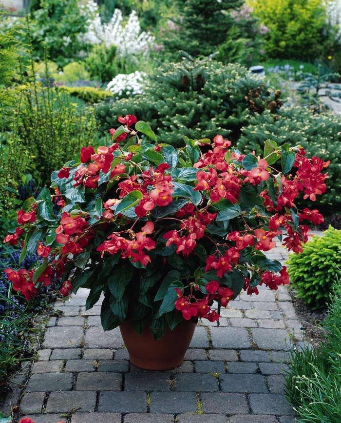 Dragon Wing&reg; 'Red' - Begonia from Keathly Nursery