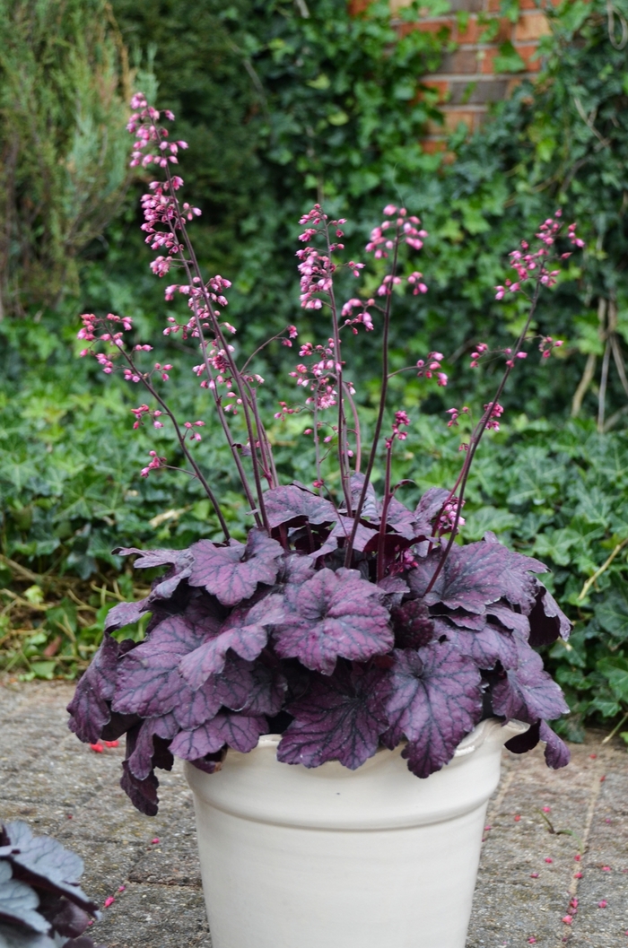 'Electric Plum' Coral Bells - Heuchera from Keathly Nursery