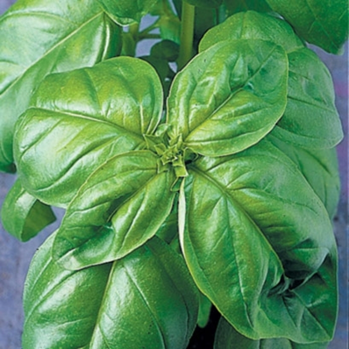 'Genovese' Basil - Ocimum basilicum from Keathly Nursery