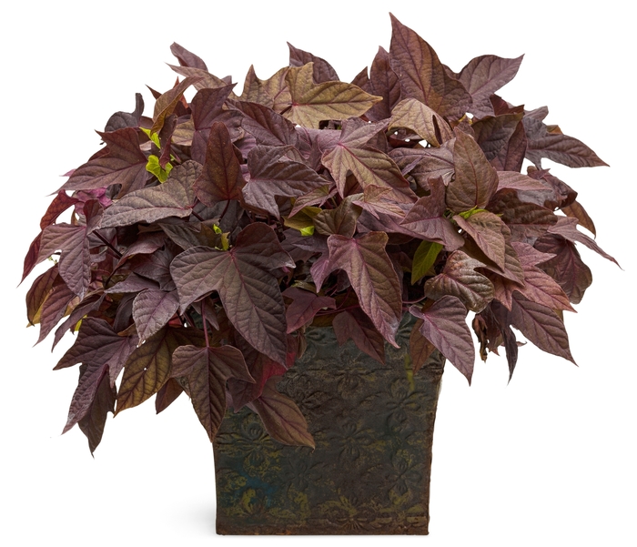 'Sweet Caroline Red' Sweet Potato Vine - Ipomoea batatas from Keathly Nursery