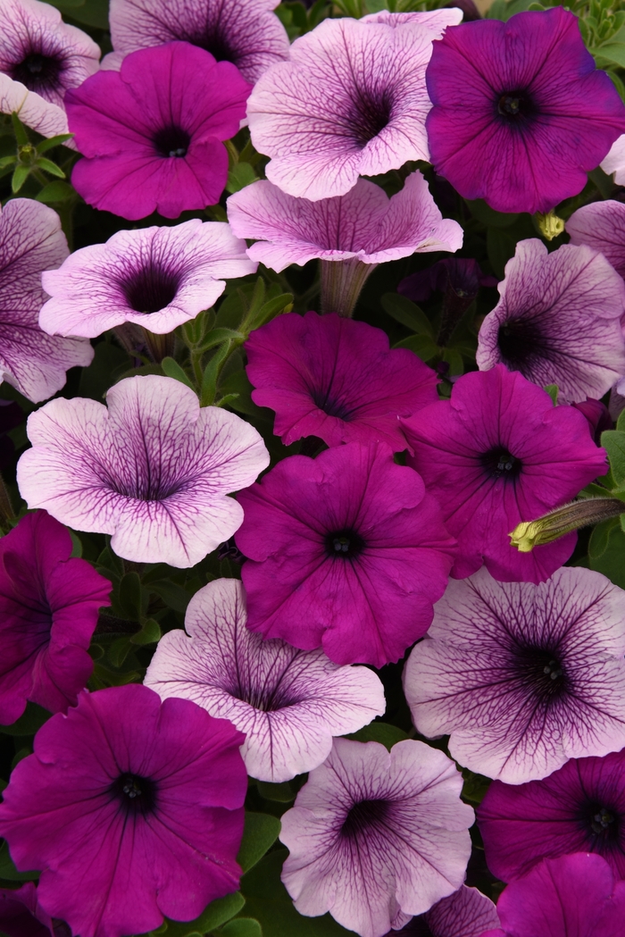 Easy Wave&reg; 'Plum Pudding Mix' - Petunia from Keathly Nursery