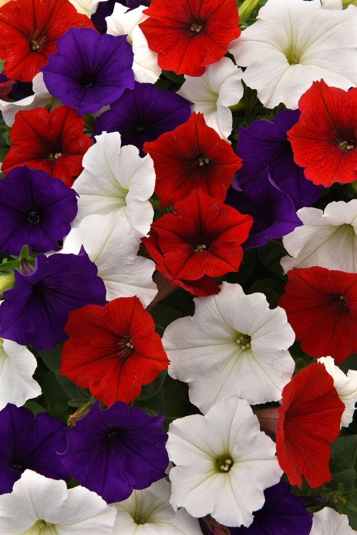 Easy Wave&reg; 'The Flag Mix' - Petunia from Keathly Nursery