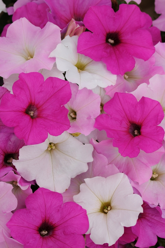 Easy Wave&reg; 'Sweet Tart Mix' - Petunia from Keathly Nursery