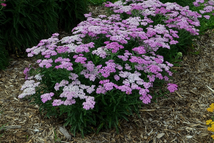 'Firefly Amethyst' Yarrow - Achillea from Keathly Nursery