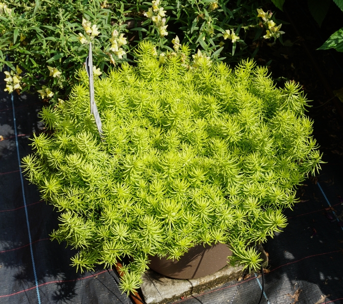 'Prima Angelina' - Sedum rupestre from Keathly Nursery
