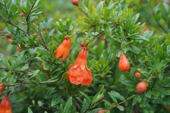 'Peppy Le Pom&trade;' Pomegranate - Punica granatum from Keathly Nursery