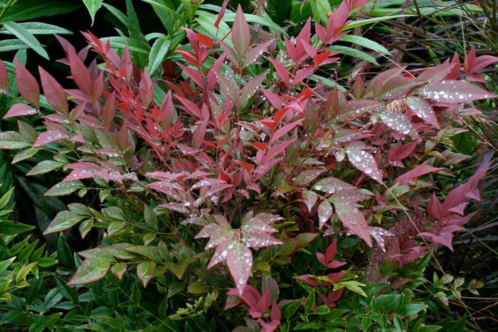 Obsession&trade; - Nandina domestica from Keathly Nursery
