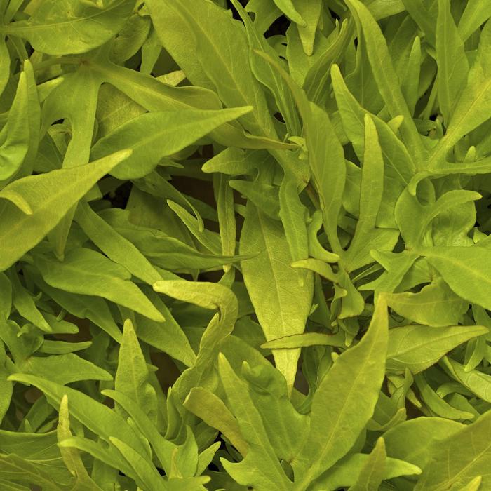 Sidekick&trade; 'Lacey Lime' - Ipomoea batatas (Sweet Potato Vine) from Keathly Nursery