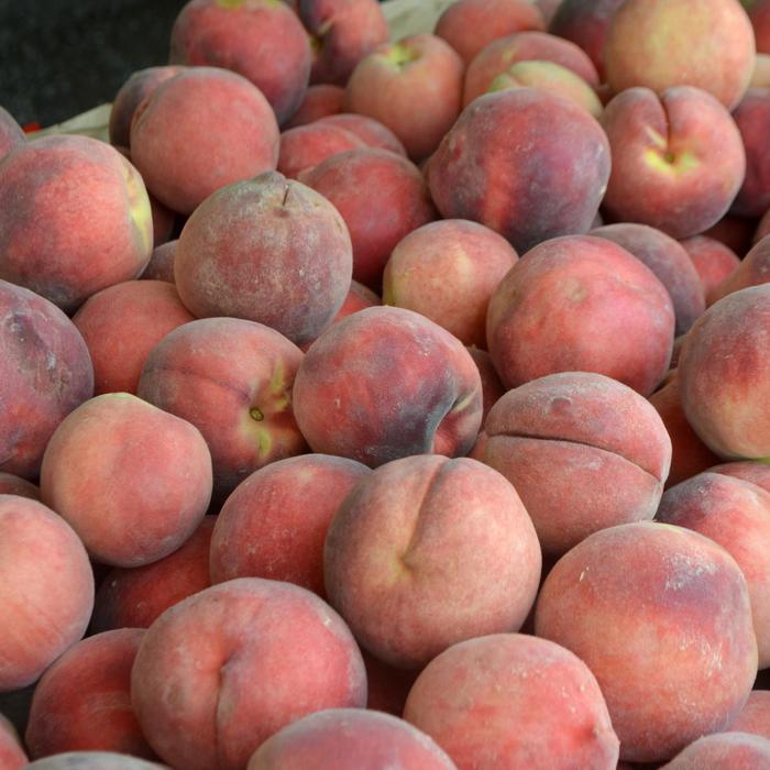 White Peach - Prunus persica from Keathly Nursery
