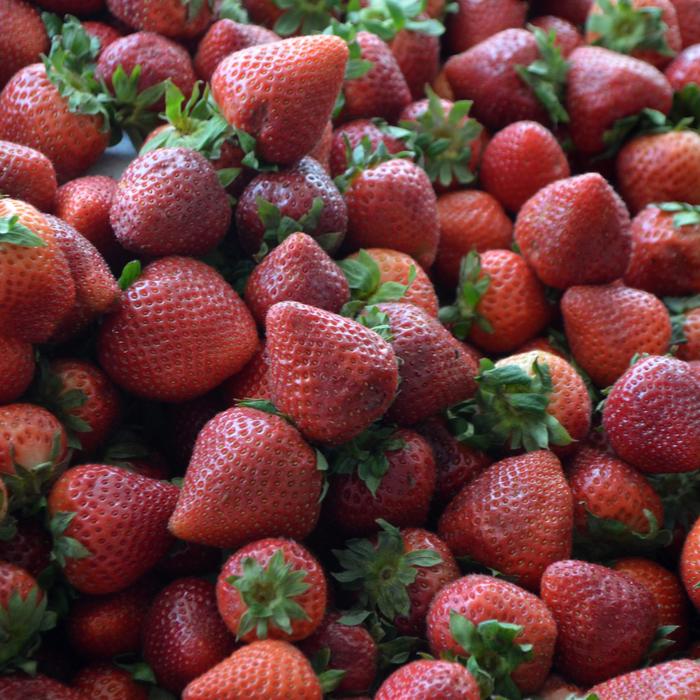 Assorted Strawberry - Fragaria from Keathly Nursery