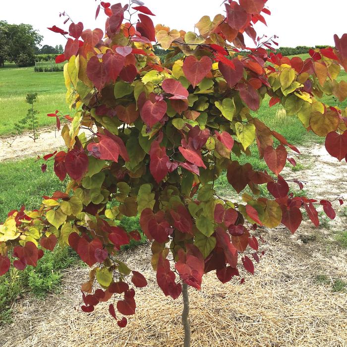 'Flame Thrower&reg;' Redbud - Cercis canadensis from Keathly Nursery