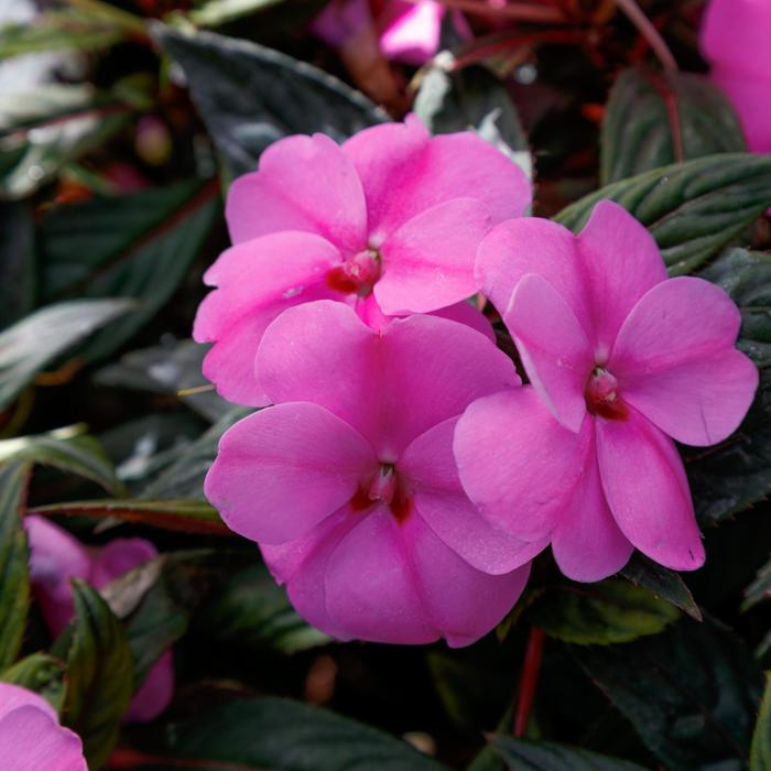 SunPatiens&reg; Lavender Splash - Impatiens from Keathly Nursery