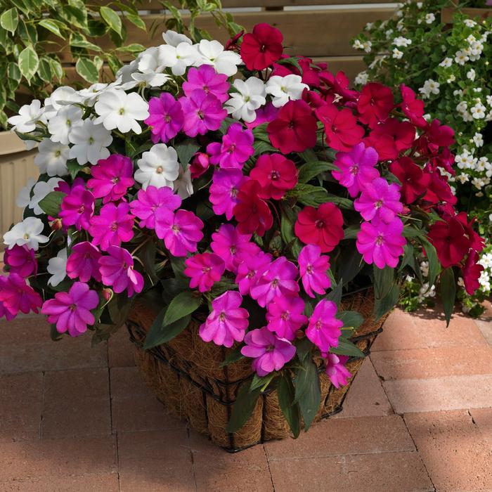 SunPatiens&reg; Best Friends Mix - Impatiens from Keathly Nursery