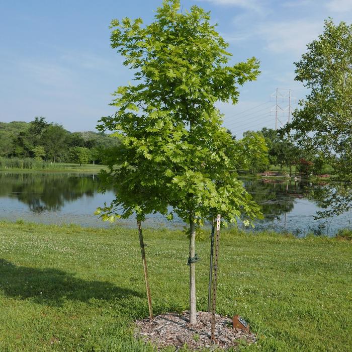 Shumard Oak - Quercus shumardii from Keathly Nursery