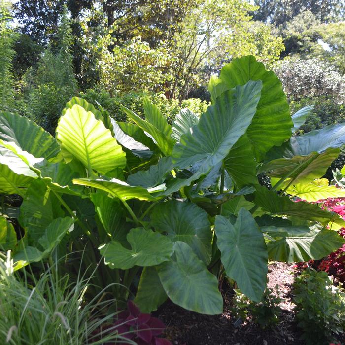 Elephant Ear - Alocasia x calidora from Keathly Nursery