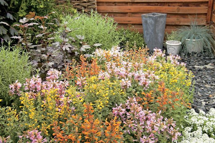 'Arizona Mix' Hummingbird Mint - Agastache from Keathly Nursery