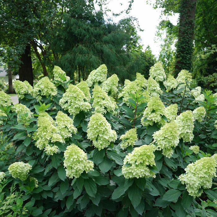 'Limelight Prime®' - Hydrangea paniculata from Keathly Nursery